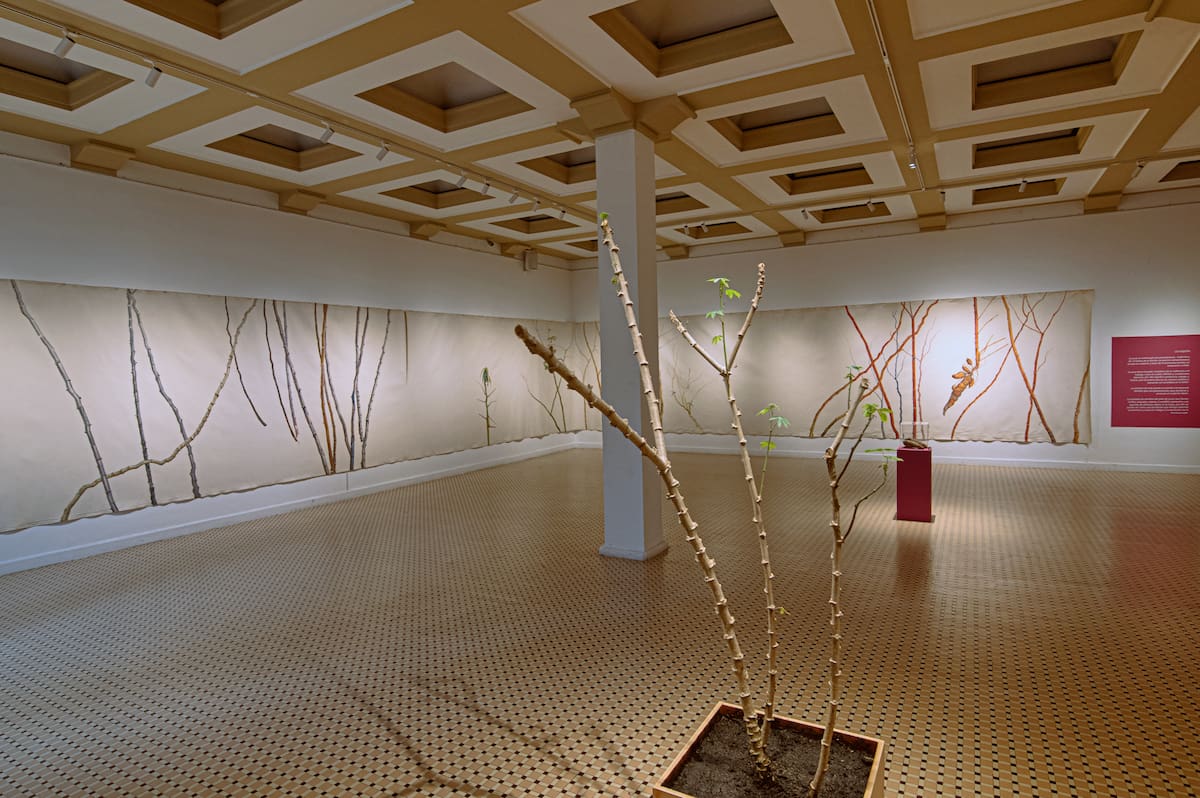 Entre tallos y memoria: así es ‘Palo de Yuca’, la exposición instalada en la UIS Bucarica. Foto: Mauricio Olaya