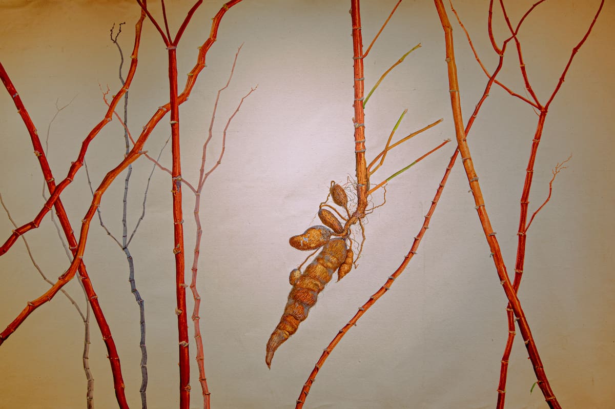 La exposición reúne pintura y elementos orgánicos para reflexionar sobre la resistencia del campesinado y la conexión entre el ser humano y la naturaleza. Foto: Mauricio Olaya