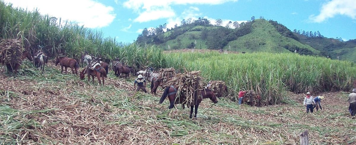 Paneleros de Santander en alerta: la plaga que afectaría a los cultivos | Foto Cortesía MinAgricultura