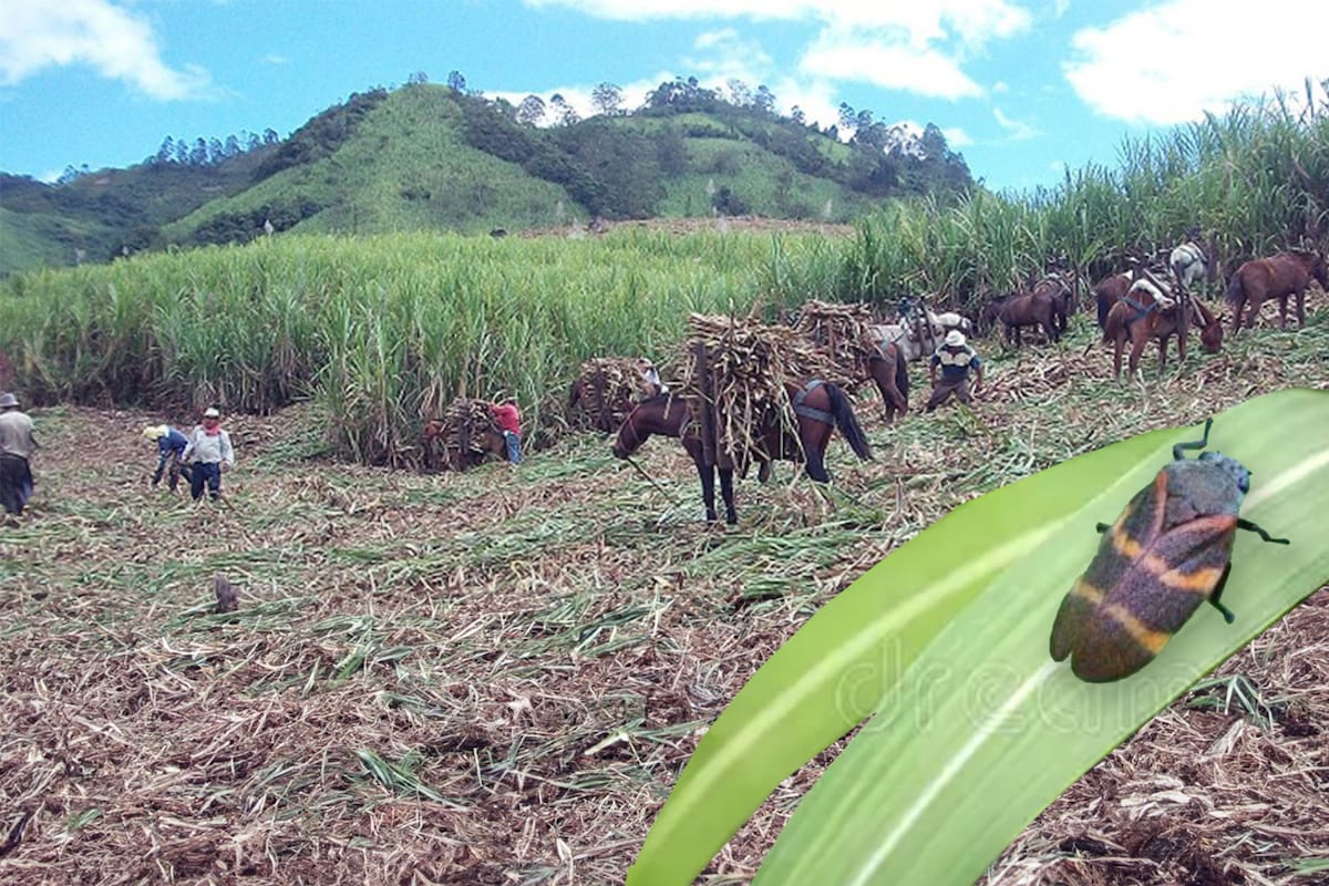 Paneleros de Santander en alerta: la plaga que afectaría a los cultivos de caña | Fotomontaje: Mónica Mantilla / VANGUARDIA