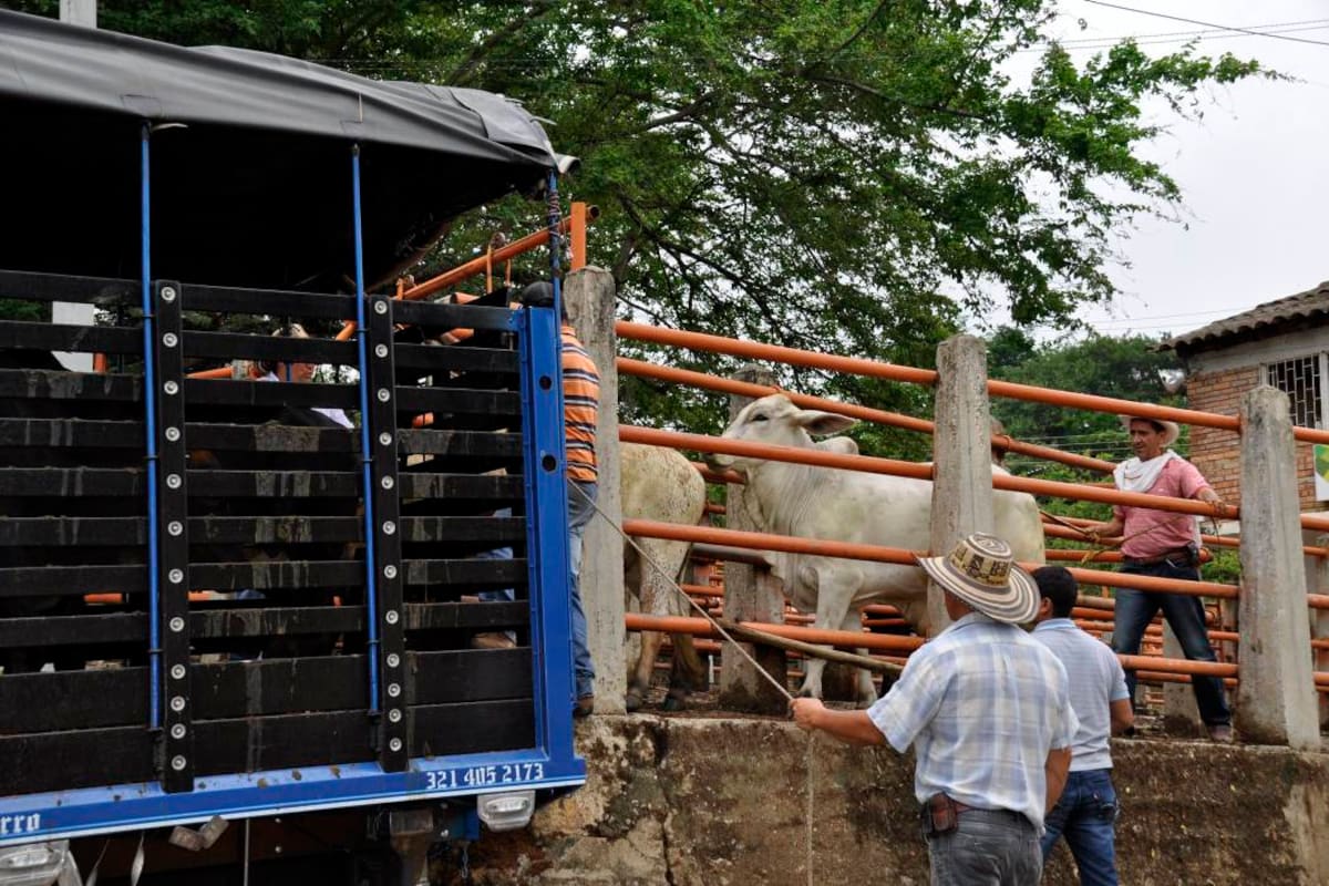 El control de la movilización de ganados bovinos y bufalinos tiene como propósito fortalecer el estatus sanitario del país, frenar el contrabando y el abigeato de animales. (Foto: Archivo/VANGUARDIA LIBERAL)