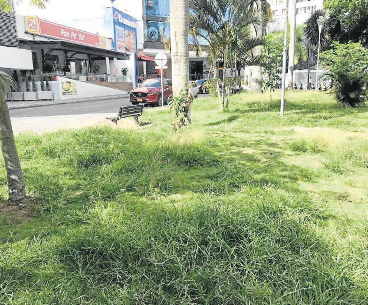 El Parque de las Palmas requiere de una buena poda de sus zonas verdes. (Foto: Jaime Del Río Quiroga)