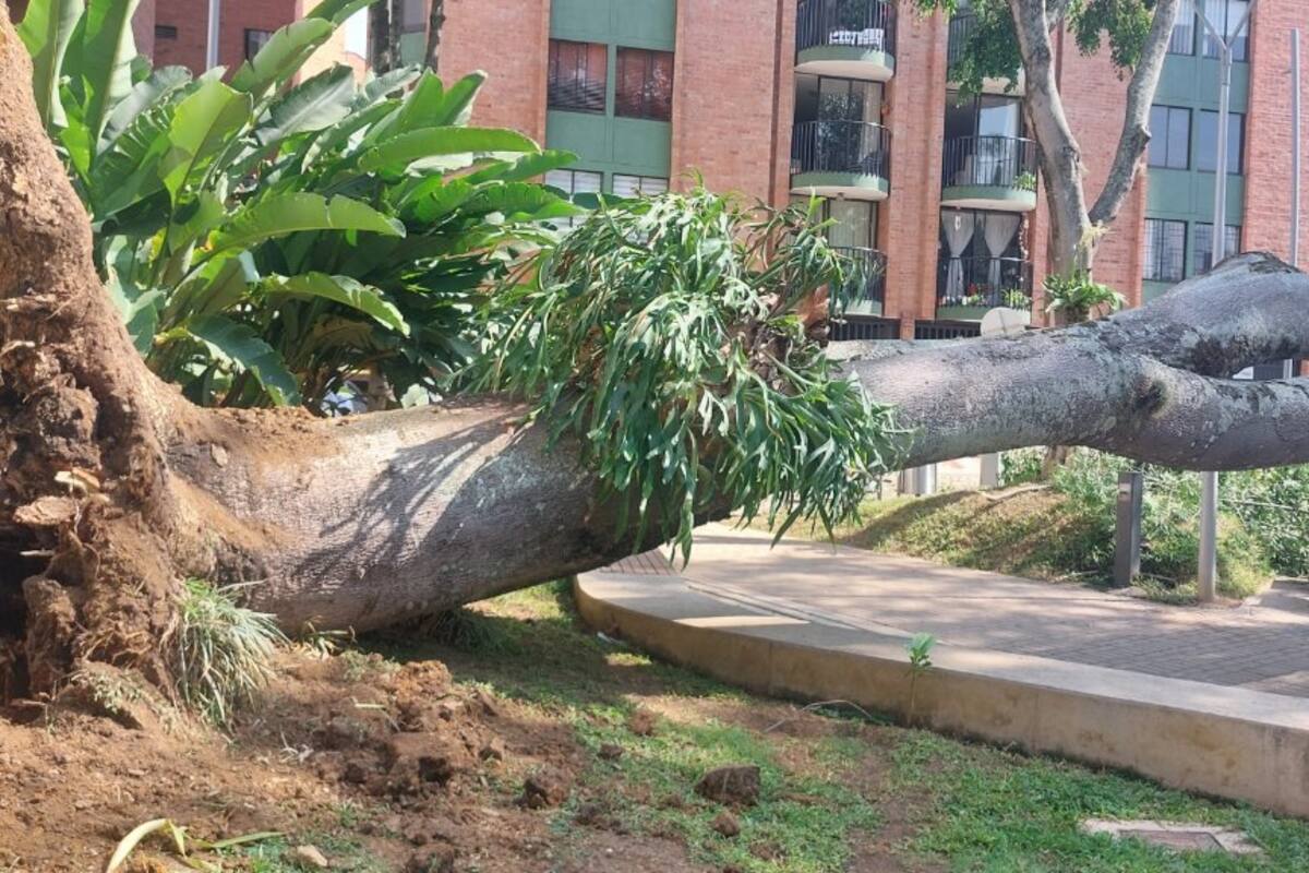 La caída del árbol no generó afectaciones ni a personas ni a edificaciones. Foto: Alcaldía de Bucaramanga/VANGUARDIA