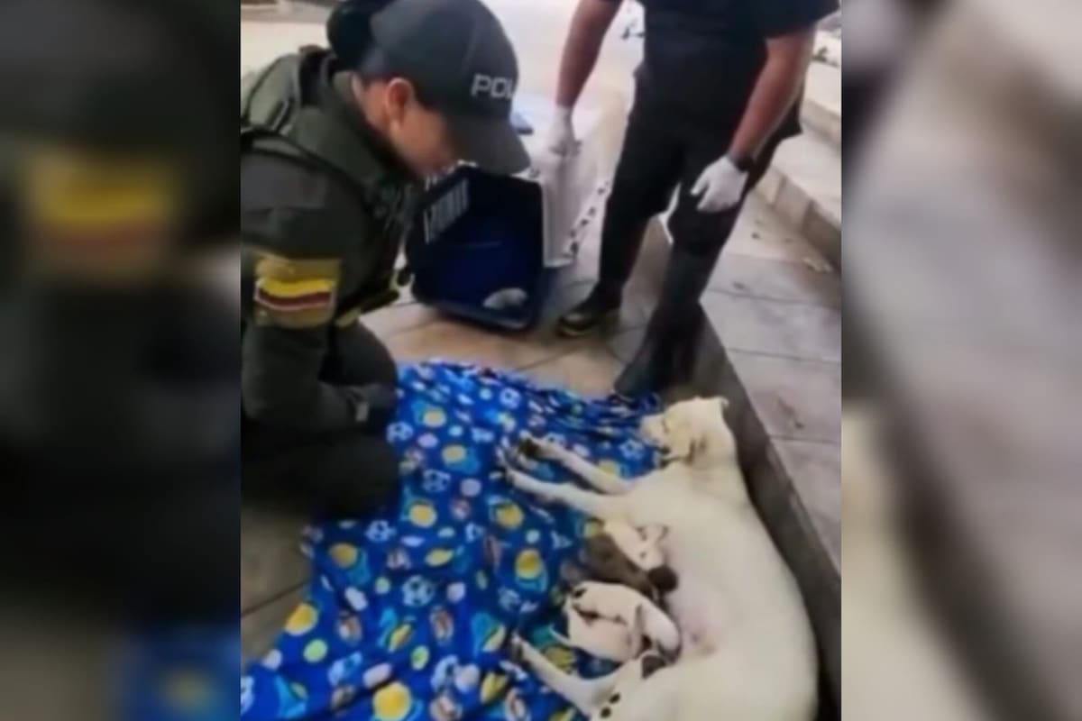 Patrullera asistió el parto de una perrita y salvó a ocho cachorros en Bucaramanga.
Foto: captura de video.