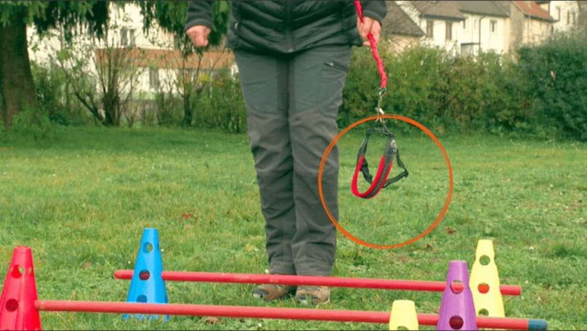 Hobby Doggins: la nueva moda de pasear perros imaginarios.