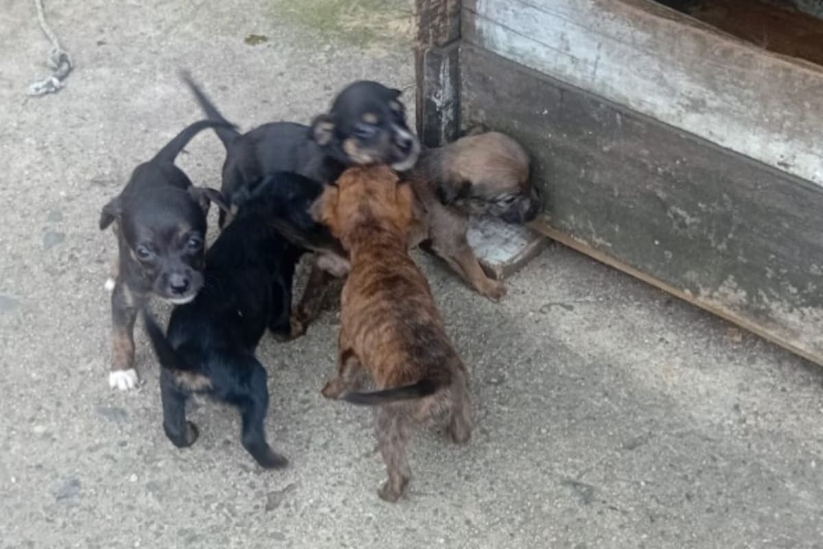 El festival llega con una nueva edición para reunir a familias, amantes de los animales y defensores de la naturaleza alrededor de la adopción, la tenencia responsable y el bienestar animal. Vanguardia se suma como aliado a esta celebración que entiende que cuidar a los animales también es una forma de construir ciudad.