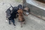 Paticas Fest: tres días para adoptar, aprender y cuidar a las mascotas en Bucaramanga
