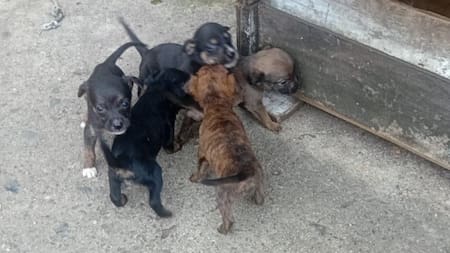 Paticas Fest: tres días para adoptar, aprender y cuidar a las mascotas en Bucaramanga