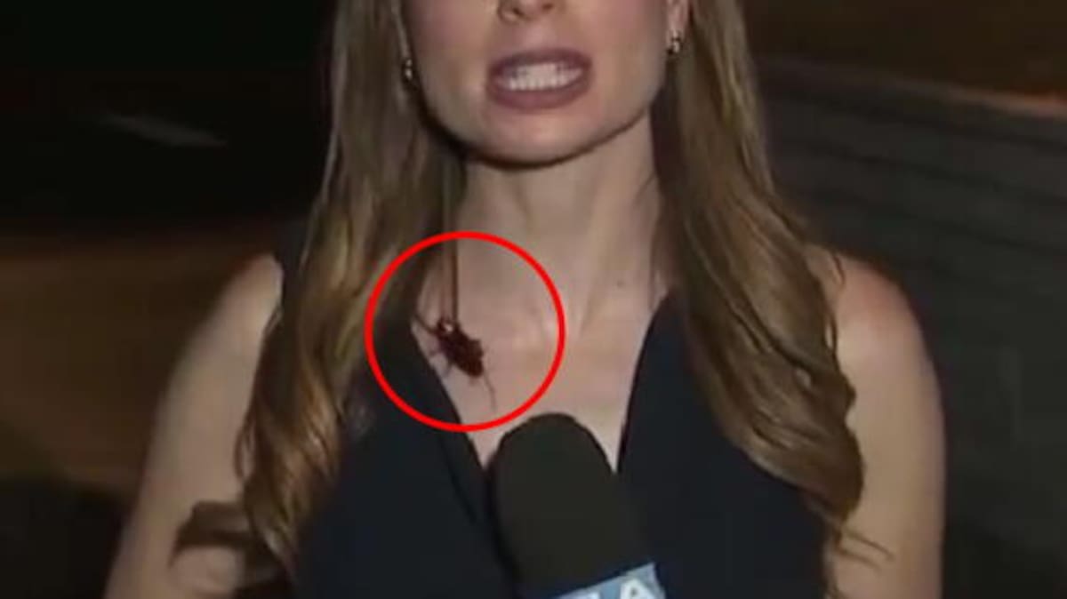 Así reaccionó reconocida periodista a cucaracha que se le posó encima en transmisión en vivo: video es viral.
