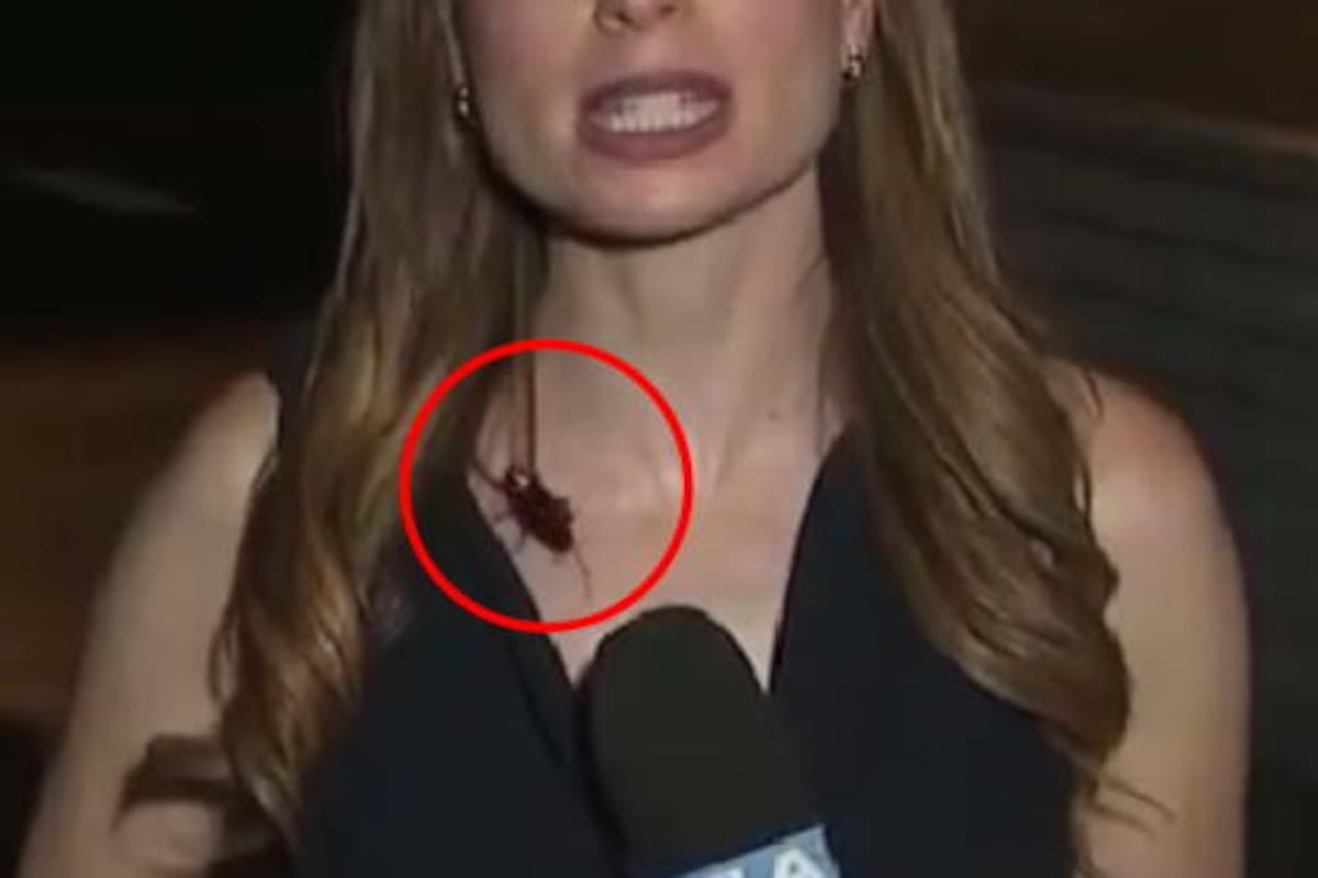 Así reaccionó reconocida periodista a cucaracha que se le posó encima en transmisión en vivo: video es viral.