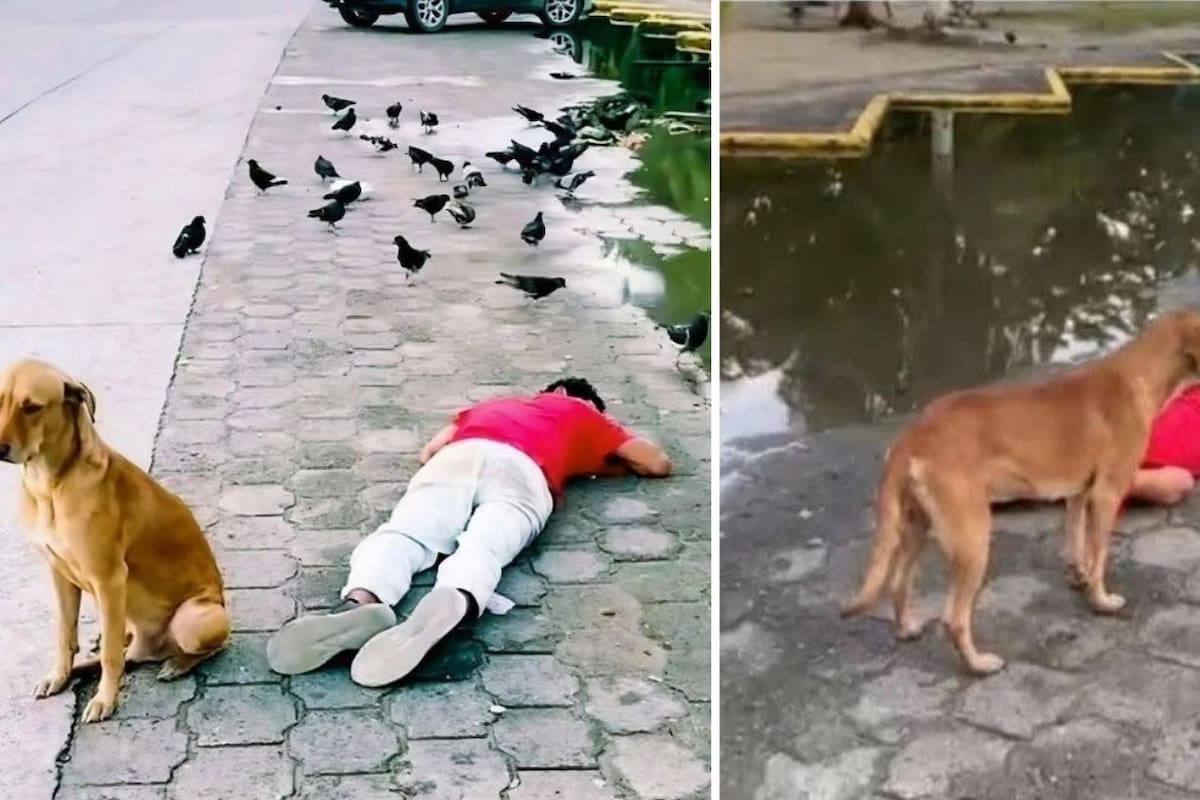 Escena viral: perro protege a su humano dormido en la vía pública.
