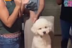 Perrito cumple 5 años y su reacción al escuchar el cumpleaños causa ternura