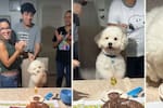 Copito cumplió cinco años y su reacción durante el cumpleaños cautivó en redes sociales