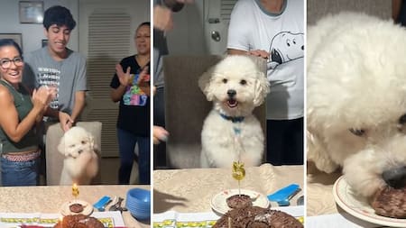 Copito cumplió cinco años y su reacción durante el cumpleaños cautivó en redes sociales