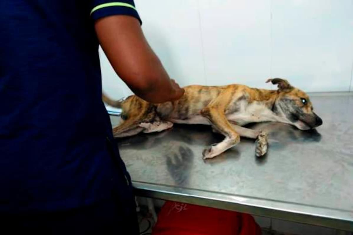El perrito fue llevado hasta un centro veterinario, pero debido a la gravedad de las heridas murió. // Cortesía para El Universal