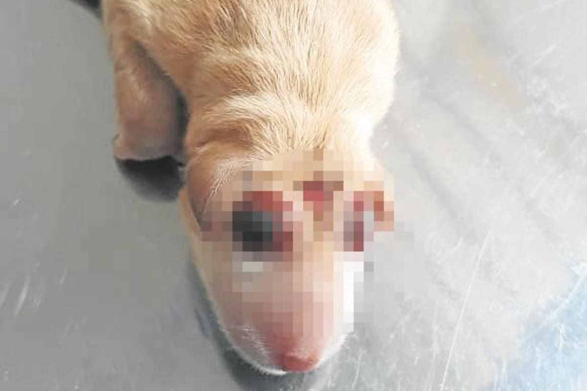 El cachorro de una perra pincher nació, la madrugada del sábado, con el cerebro y cabeza deforme. Murió 15 horas después.