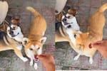 Video viral: Perrito conmueve al rechazar un snack para que primero alimenten a su amigo ciego