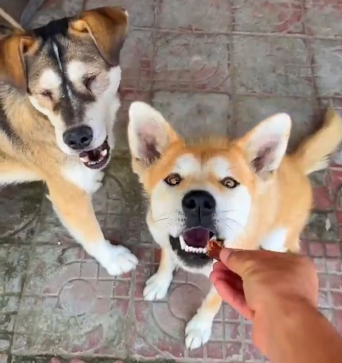 El gesto que se roba las redes sociales. Foto: captura de video