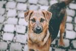 La nueva vacuna que podría esterilizar a su perro sin cirugía