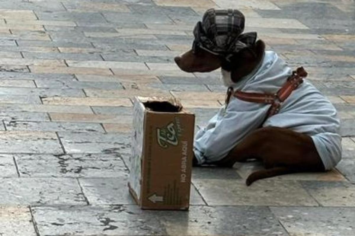 En Bogotá rescataron a un perro que era explotado por su dueño para pedir limosna: “Estaba en los huesos”.