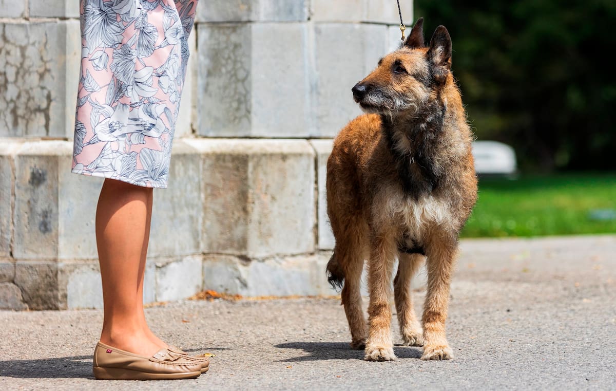 Un grupo reducido de perros posee una capacidad cognitiva excepcional que les permite aprender palabras sin que se dirijan directamente a ellos, según un estudio publicado en Science. Los investigadores comparan esta habilidad con la de niños de 18 meses y destacan que estos animales podrían ayudar a comprender cómo surgió el lenguaje humano.
