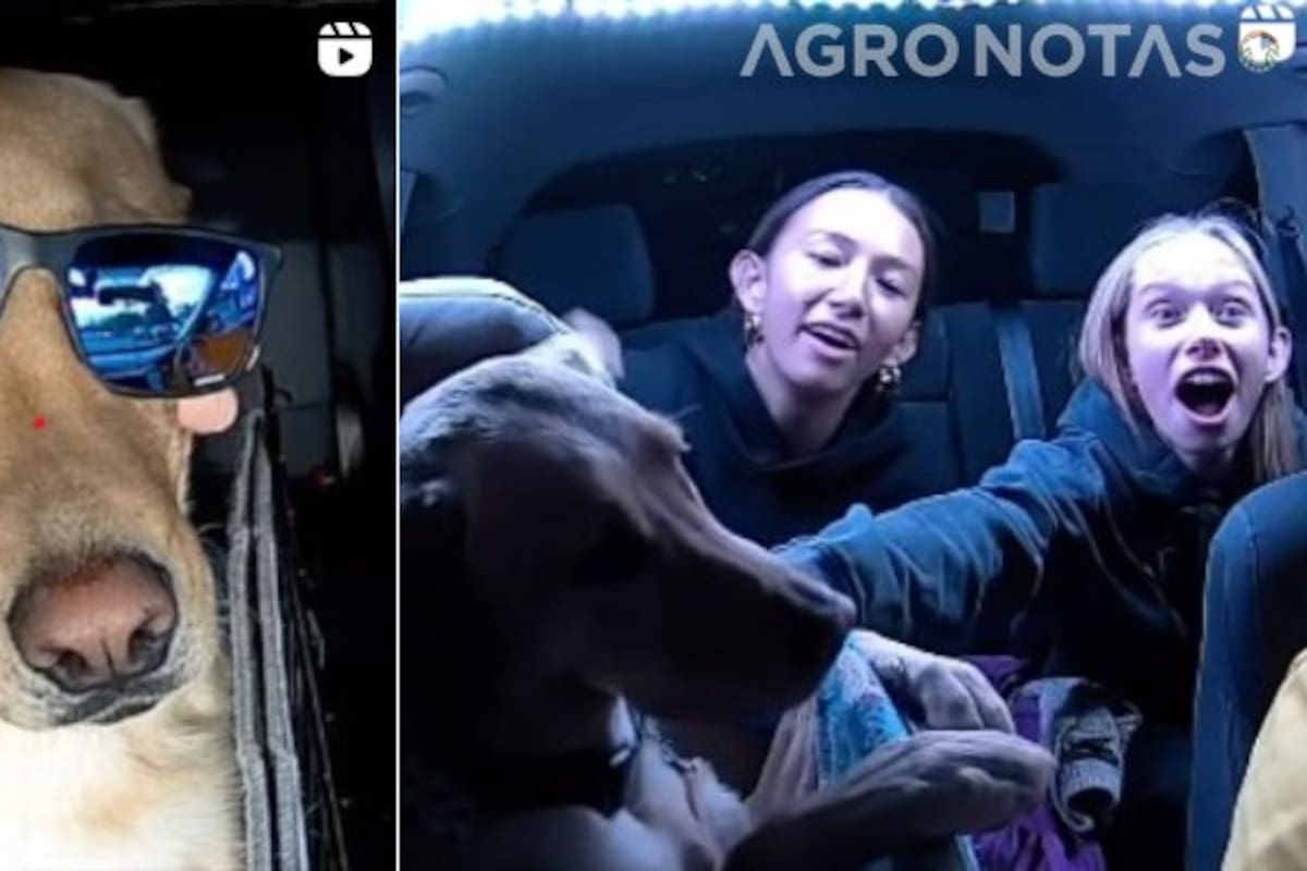 Un conductor de Uber se vuelve tendencia por llevar a su perro al trabajo. La escena ha provocado desde risas hasta debates sobre las políticas de la app.