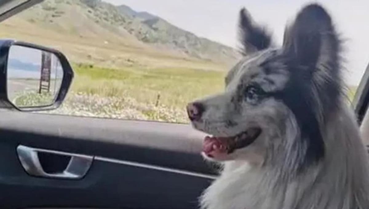 El drama de 'Chutou': el perro con millones de seguidores secuestrado, vendido por 27 euros y comido en un restaurante en China.