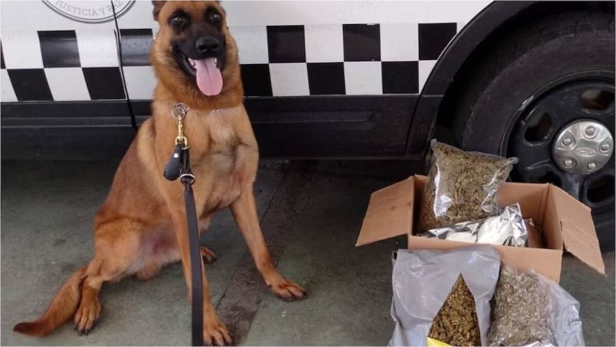 La propuesta también busca limitar las jornadas de estos animales a cinco horas y prohibir los turnos nocturnos durante el periodo de transición. //Cortesía - Fiscalía