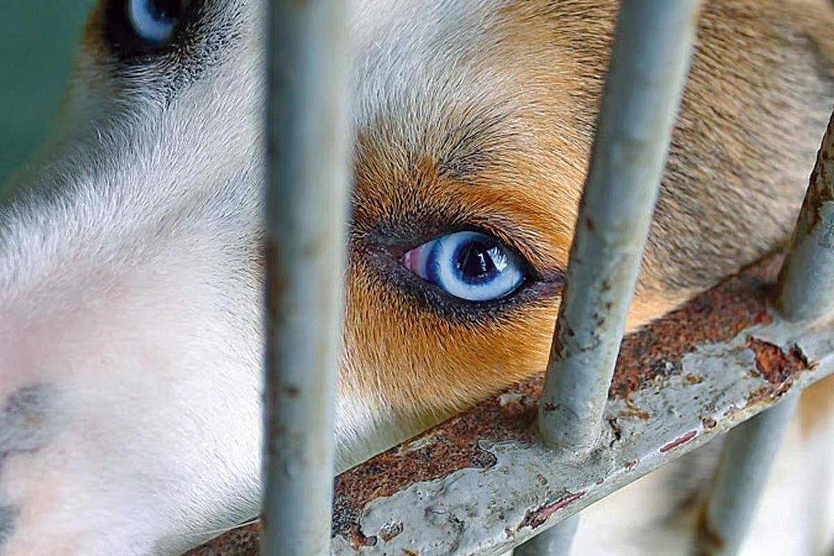 Perro murió luego de que lo apuñalaran en la cabeza en Floridablanca: investigan al presunto responsable.
Foto: imagen de referencia.