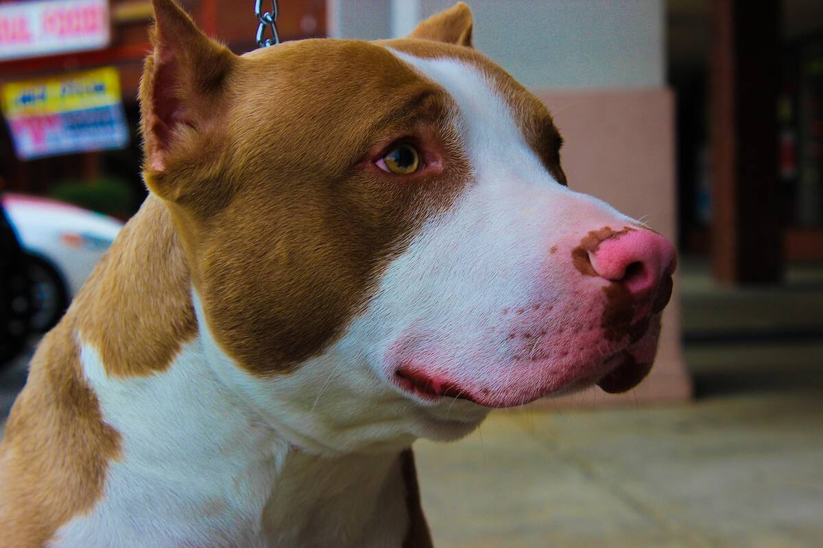 Un descuido en el control de una mascota desató el caos, un perro atacó a un caballo y provocó un violento accidente que generó indignación en redes sociales. | Foto: Pixabay