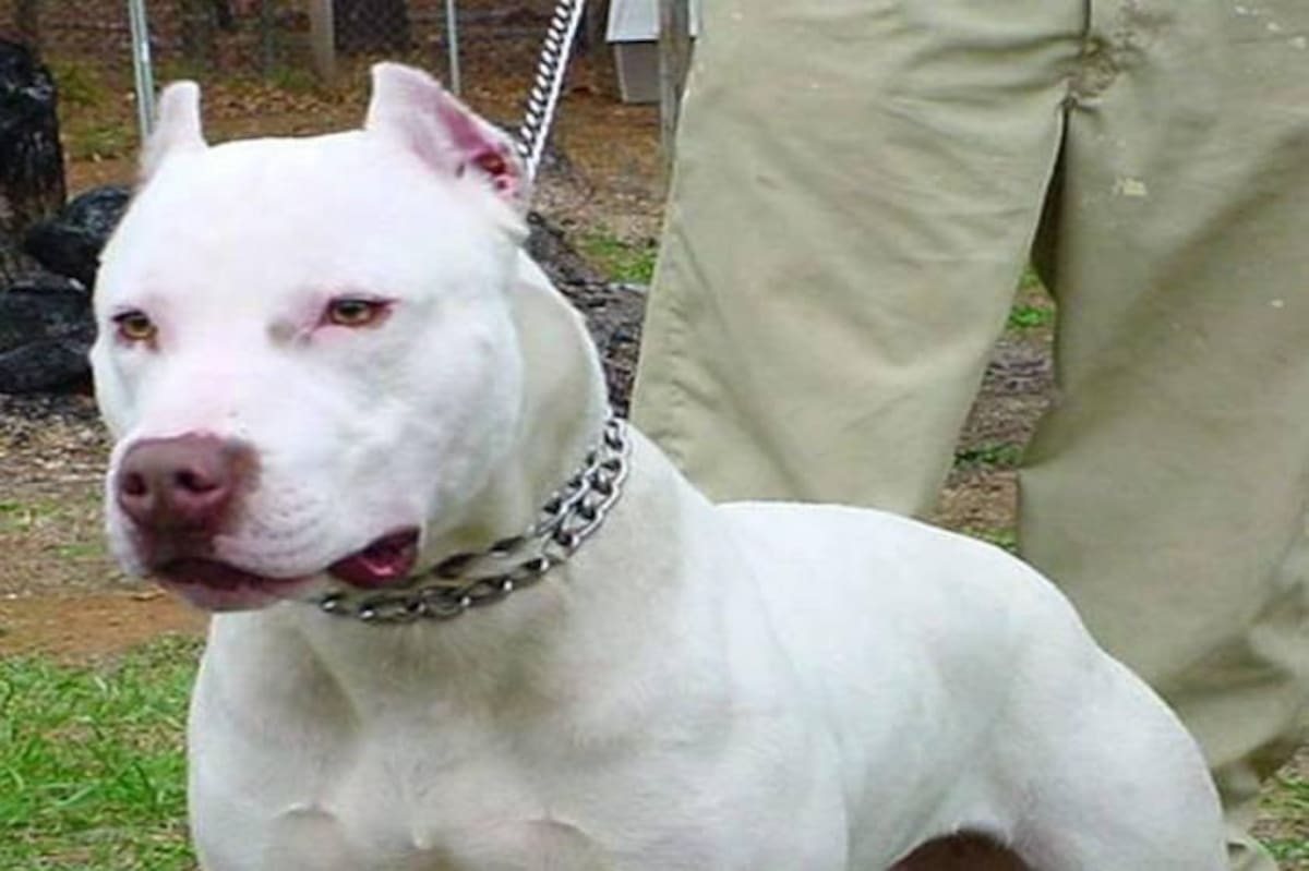 Un perro de raza pitbull.