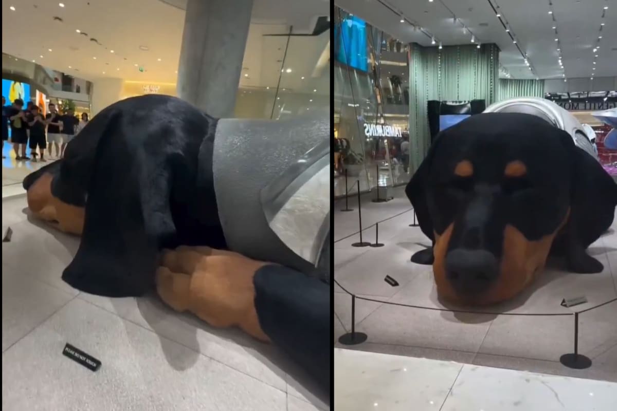 Perro salchicha gigante que respira en Tailandia se vuelve viral por su realismo extremo. | Foto: Vanguardia.