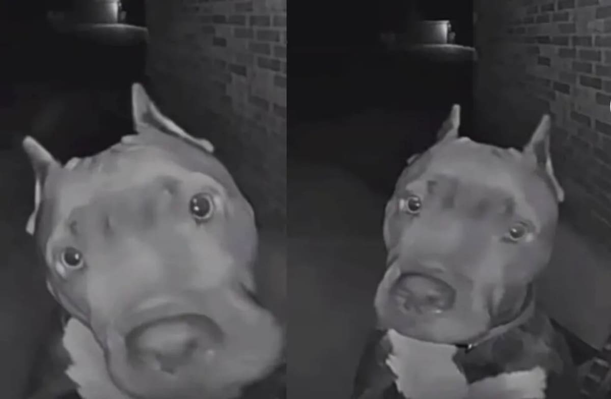 Los dueños de la casa se sorprendieron por lo inusual del momento, pero lo que reveló la grabación de seguridad la dejó asombrada: el perro del vecino tocando el timbre. Captura de video / VANGUARDIA