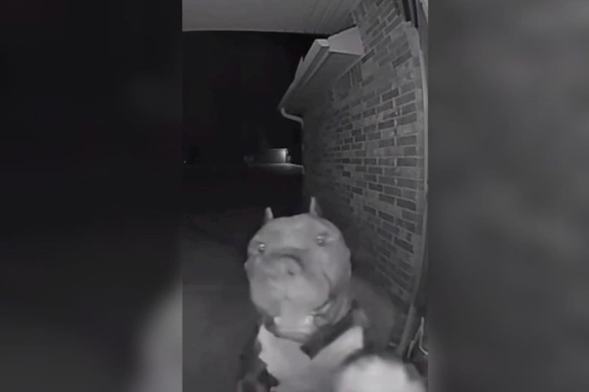 Video viral: un perro toca el timbre de la casa del vecino a las 4:00 a.m.