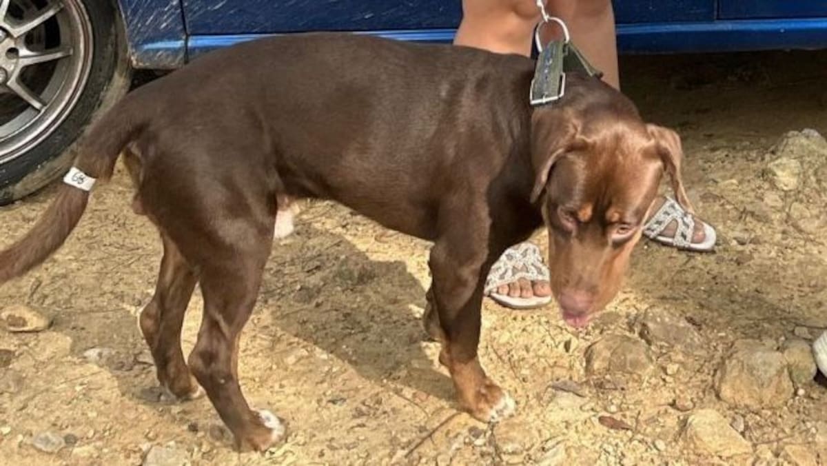 La Alcaldía de Bucaramanga lleva más de 2.400 mascotas esterilizadas en lo que va de 2026.