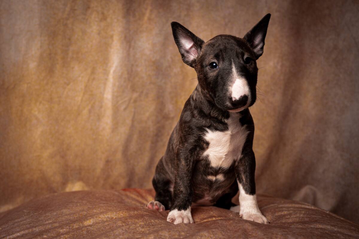 A studio shot of a sitting black miniature bull terrier puppy against a brown background