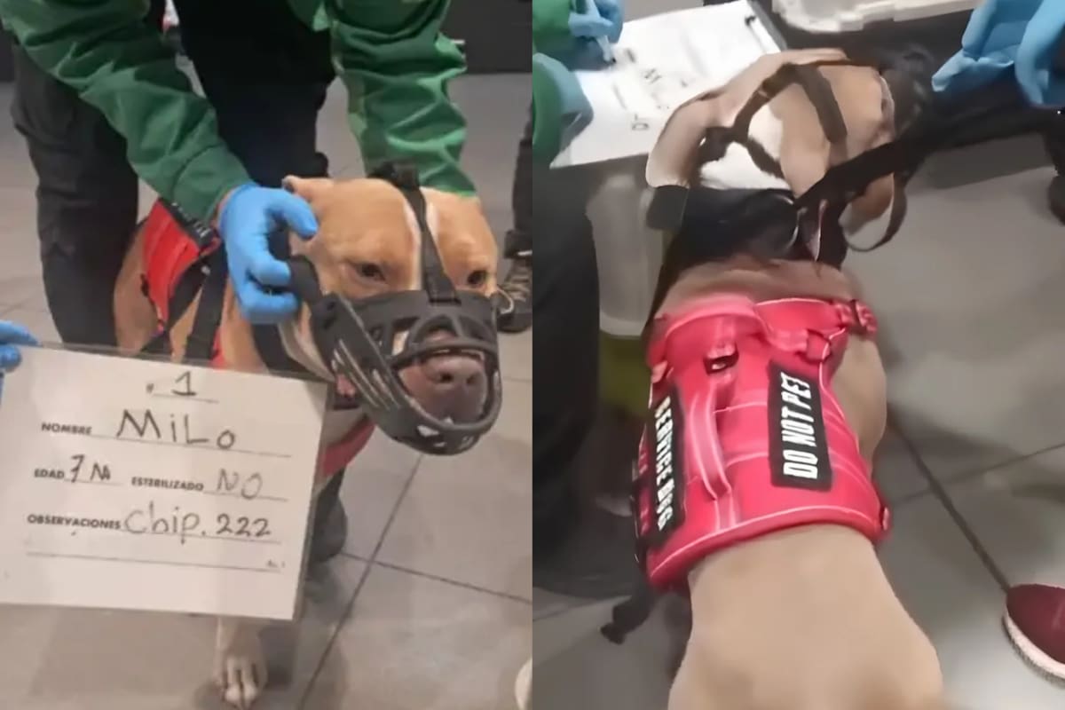 perros