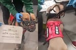 “Yo no lo abandoné”: tutor de perro encontrado en El Dorado señala a agencia que debía trasladarlo