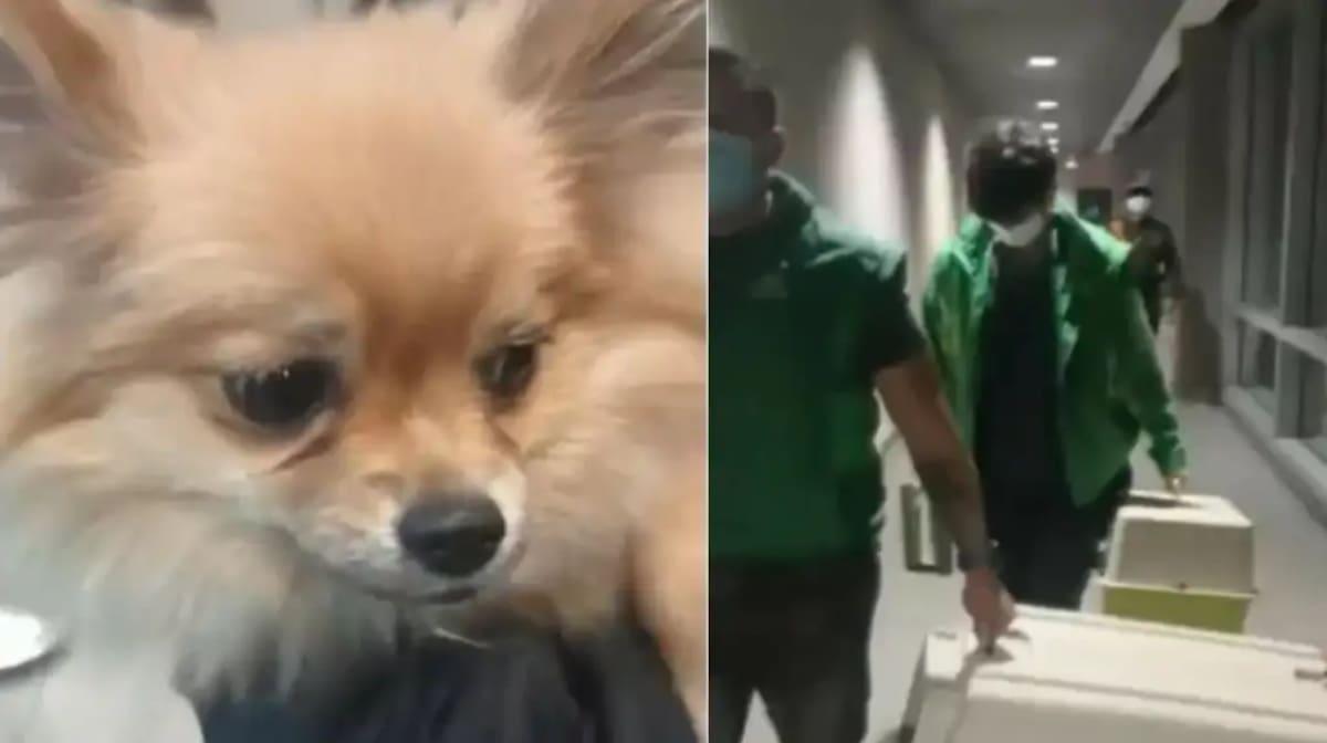 Perros abandonados en El Dorado. Foto: captura de pantalla