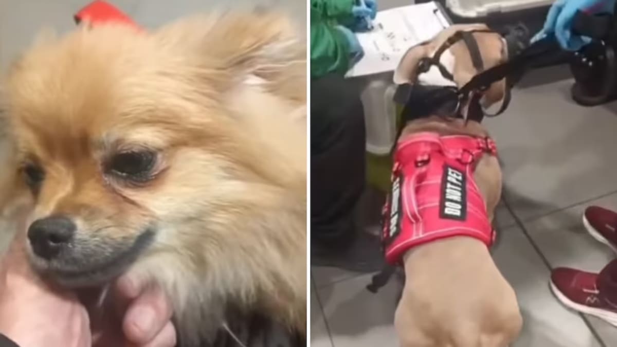 El director del Instituto Distrital de Protección y Bienestar Animal de Bogotá, Antonio Hernández, pidió retirar las visas estadounidenses de una pareja colombiana que abandonó a sus dos perros en el Aeropuerto Internacional El Dorado. Foto: Captura de pantalla