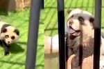 Perros disfrazados de pandas en zoológico chino desatan indignación
