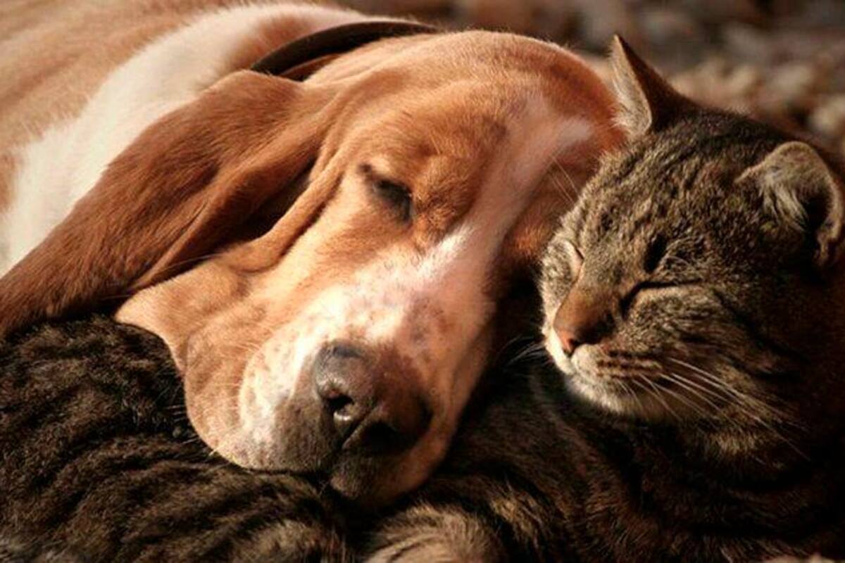 El sondeo reveló una clara tendencia que favorece a quienes prefieren a los caninos. (Foto: Infobae / VANGUARDIA)