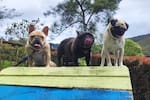 El lado más tierno de Germán Vargas Lleras: la historia de sus perros Mancho, Toño y Henry