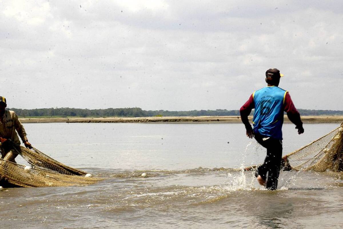 Los bajísimos niveles del río Magdalena tienen en jaque la producción pesquera en Barrancabermeja y el Magdalena Medio. (Foto: Edgar Pernett/VANGUARDIA LIBERAL)