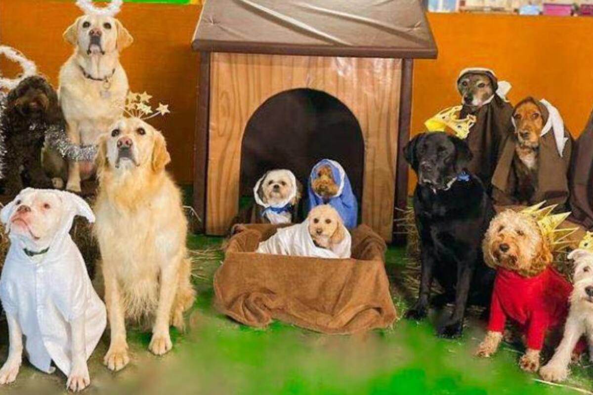 El pesebre más tierno: Perros protagonizan la Navidad y rompen internet.