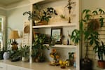Siga estos consejos: aprenda a seleccionar un buen abono para sus plantas