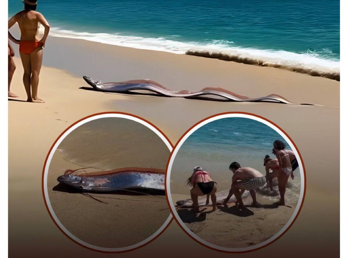 El pez remo, también conocido como el "pez del fin del mundo", se considera históricamente una señal de desastres naturales inminentes como terremotos o tsunamis.