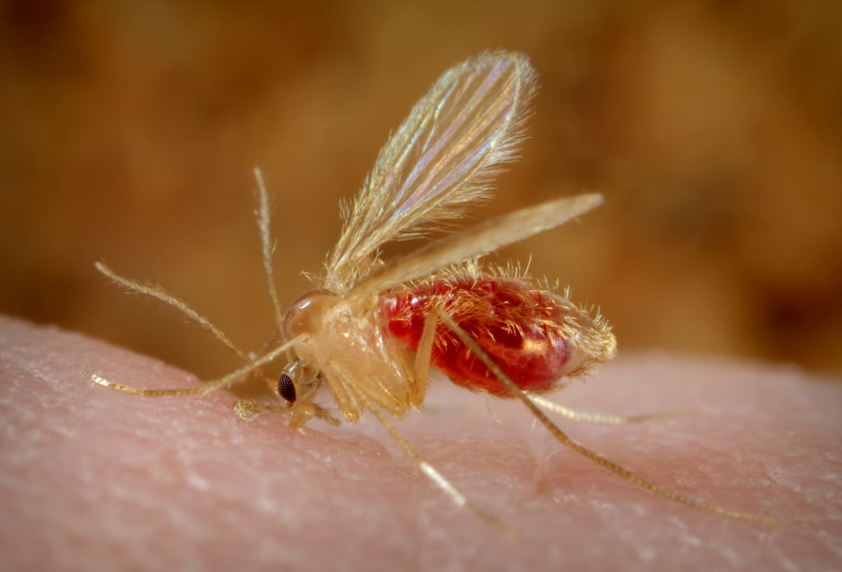 Phlebotomus papatasi. Foto: Archivo