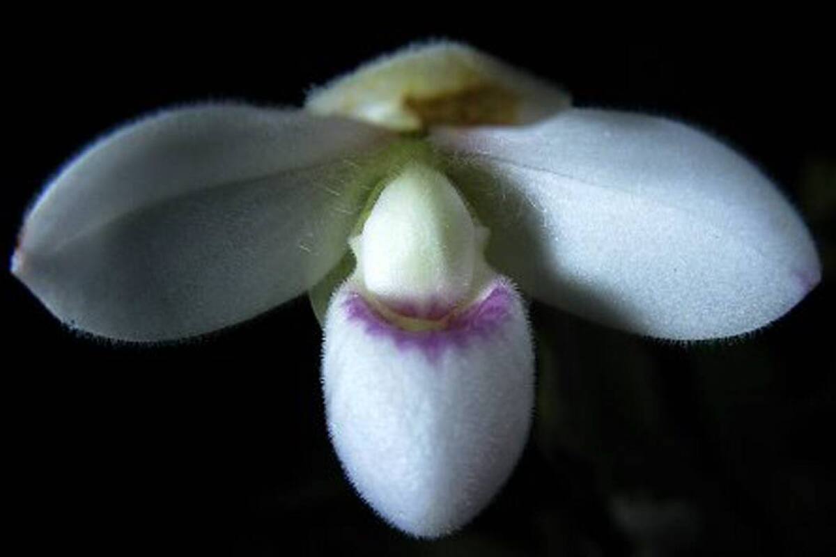 Esta es la Phragmipedium anguloi, la nueva especie de orquídea descubierta en la quebrada de Timbío, Cauca. (Foto: Suministrada/ VANGUARDIA LIBERAL)