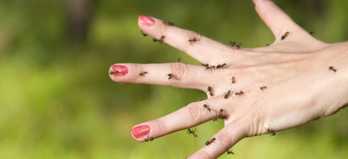 Una picadura de insecto puede ser peligrosa: expertos alertan.